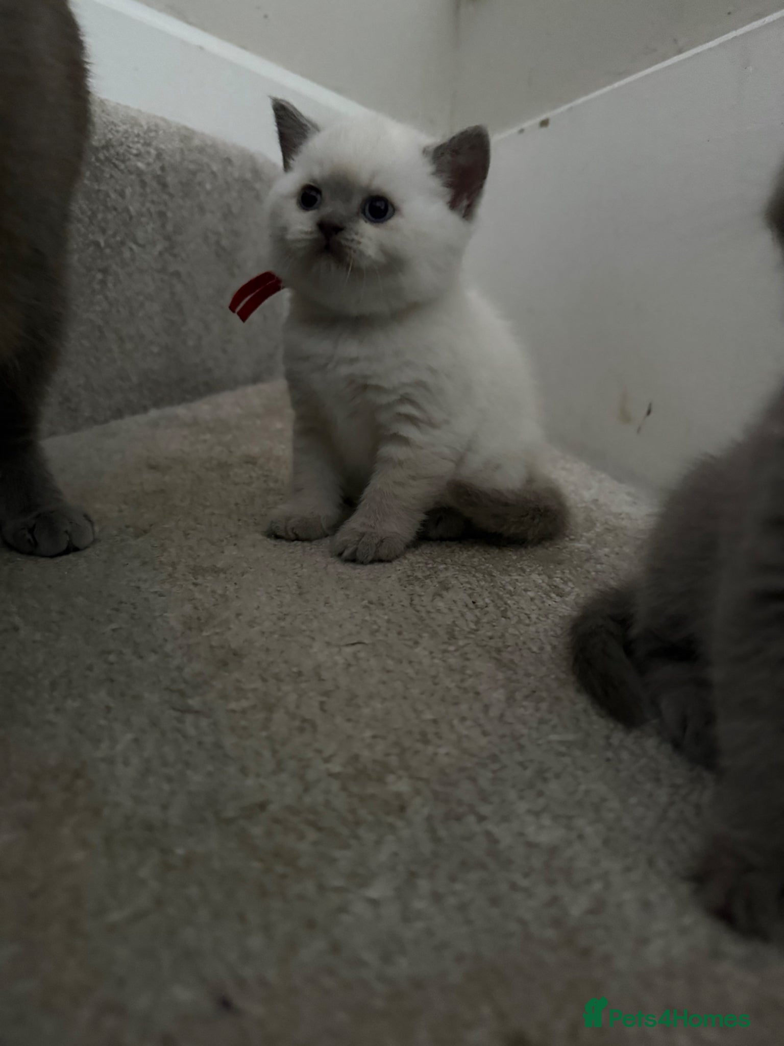 British Shorthair cats for sale: Stunning GCCF-Registered British Shorthair Kittens - Advert 10