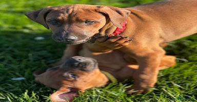 Dobermann dogs 75% dobermanns. Reduced price on last couple!!! - Advert 7