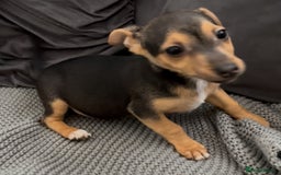 Jack Russell dogs for sale: ❤️Beautiful Jackrussels❤️ - Image 14