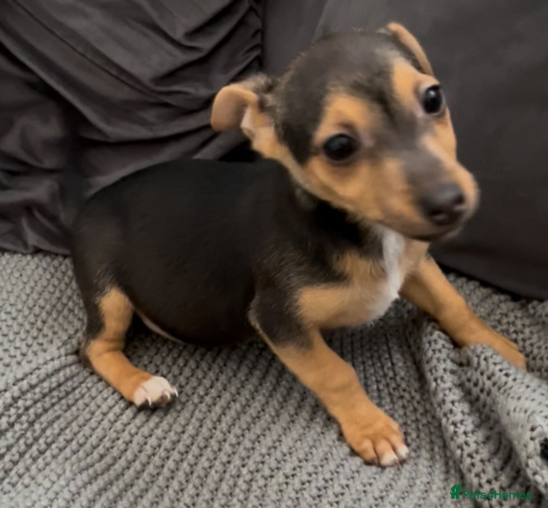 Jack Russell dogs for sale: ❤️Beautiful Jackrussels❤️ - Image 14