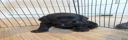 Cocker Spaniel dogs for sale: KC Registered Cocker Spaniel Puppies  - Advert 18