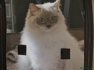 Ragdoll cats - Advert 1