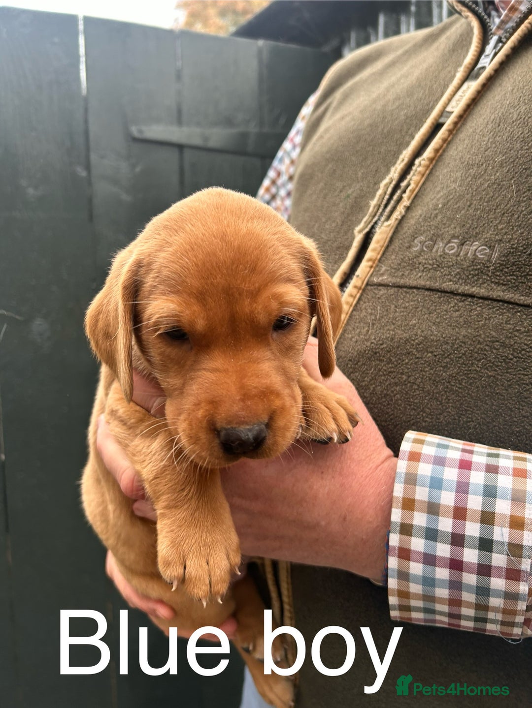 Labrador Retriever dogs for sale: Yellow/red Labrador puppies  - Image 15