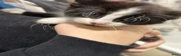 Mixed Breed cats for sale: Beautiful litter of kittens  in Barnsley - Advert 3