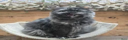 Maine Coon cats for sale: 3yr old Ex Queen full Maine Coon - Advert 12