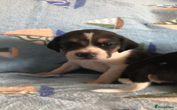 Beagle dogs for sale: 💕Health tested beagle puppies 💕 - Advert 5