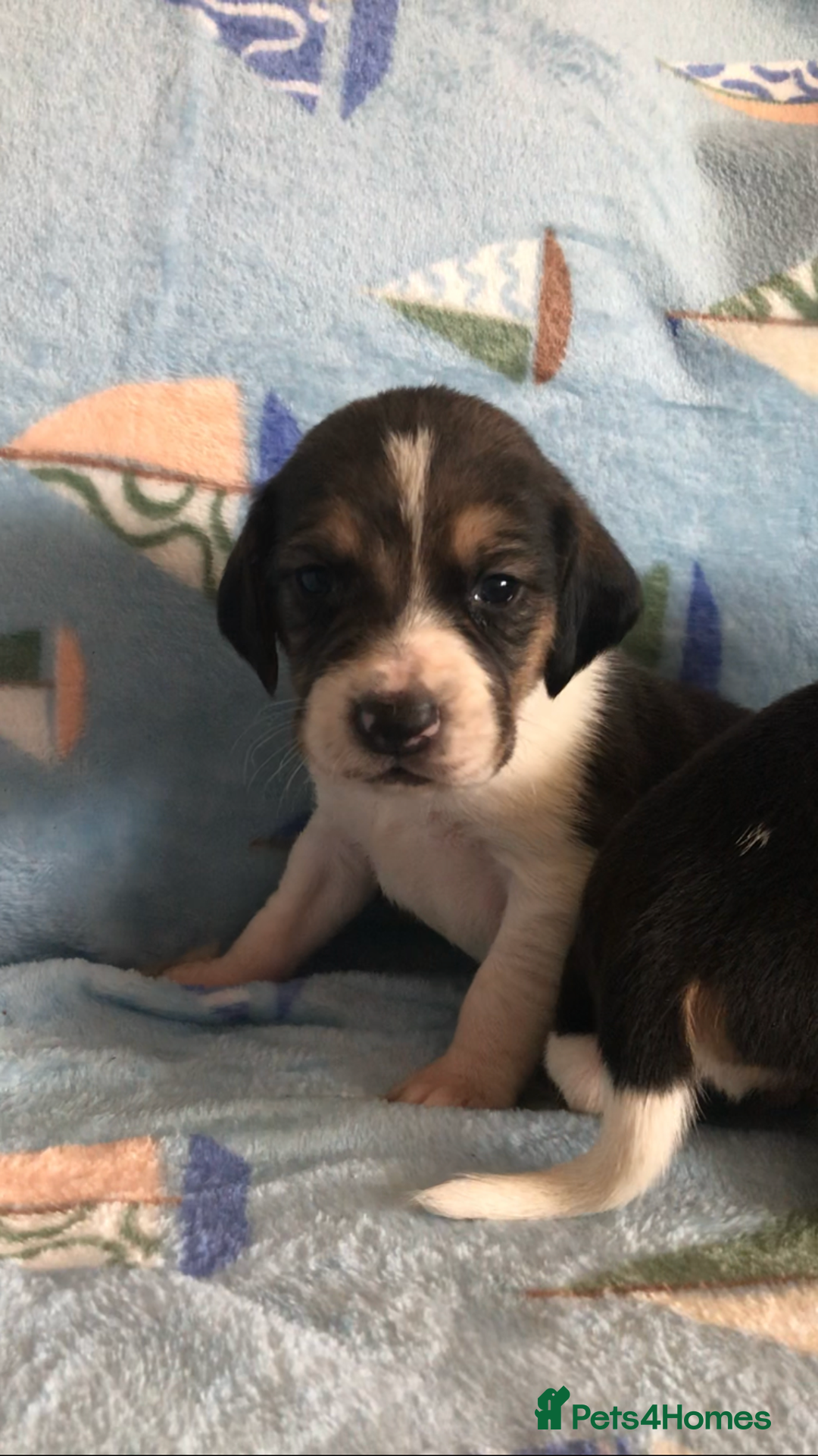 Beagle dogs for sale: 💕Health tested beagle puppies 💕 - Advert 5