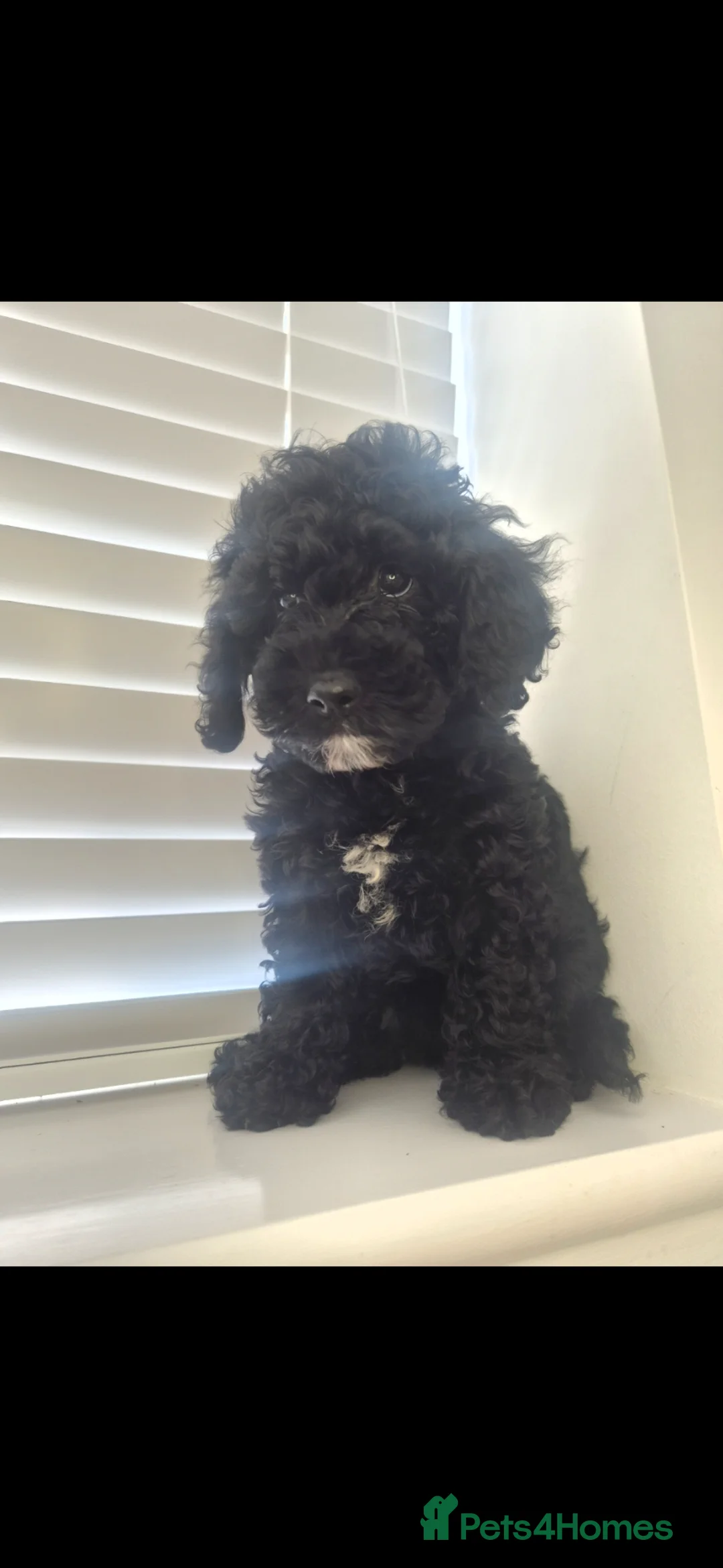 Cavapoo dogs for sale: Cavapoo bitch - Advert 3