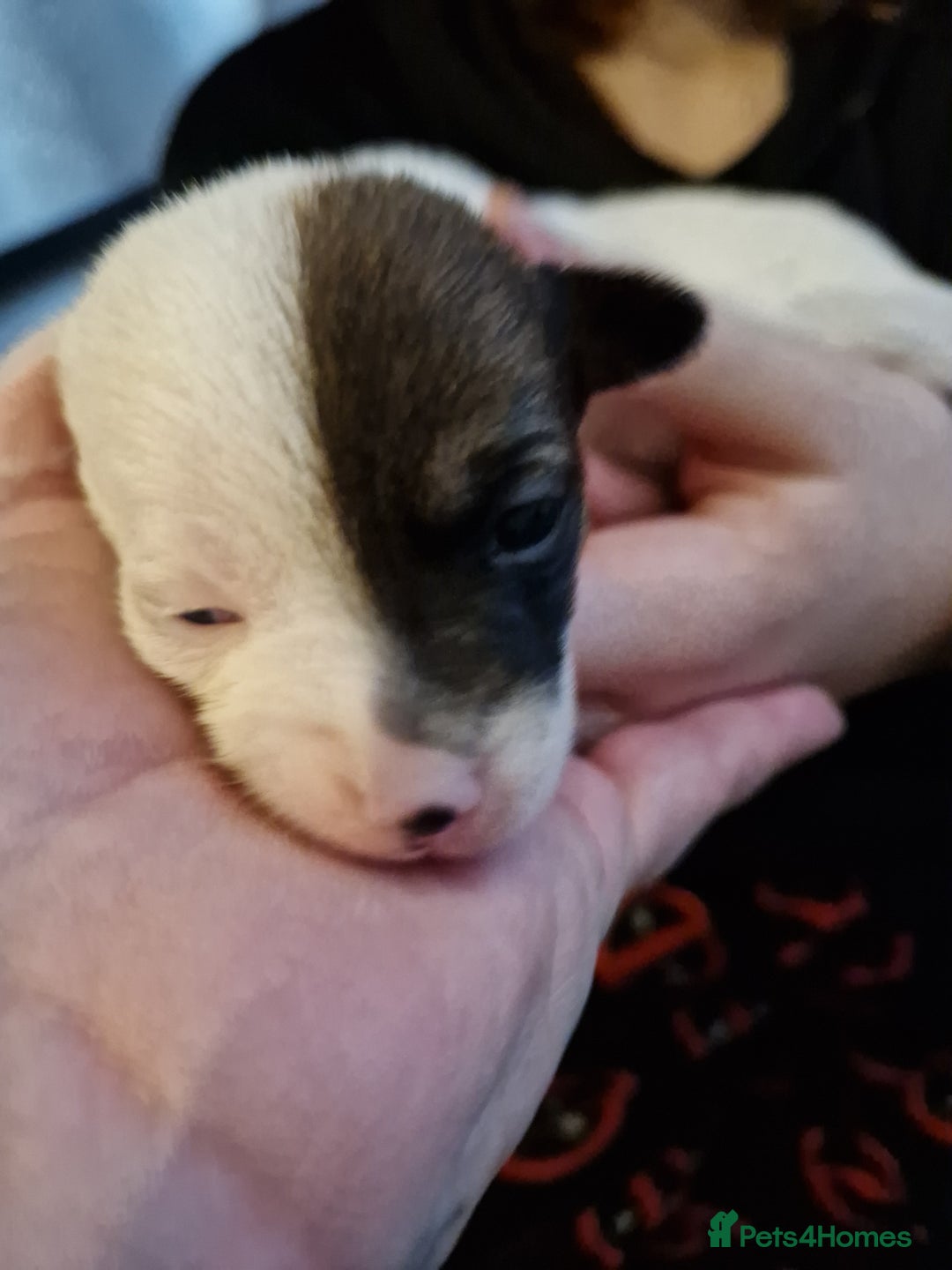 Mixed Breed dogs for sale: Jackchis - Advert 8