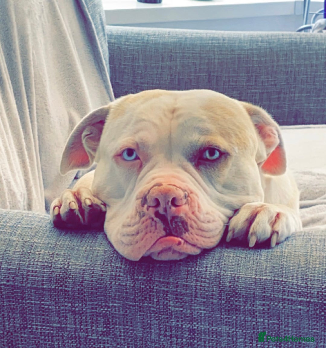 Alapaha Blue Blood Bulldog dogs for stud: Alapaha blue blood bulldog - Advert 21