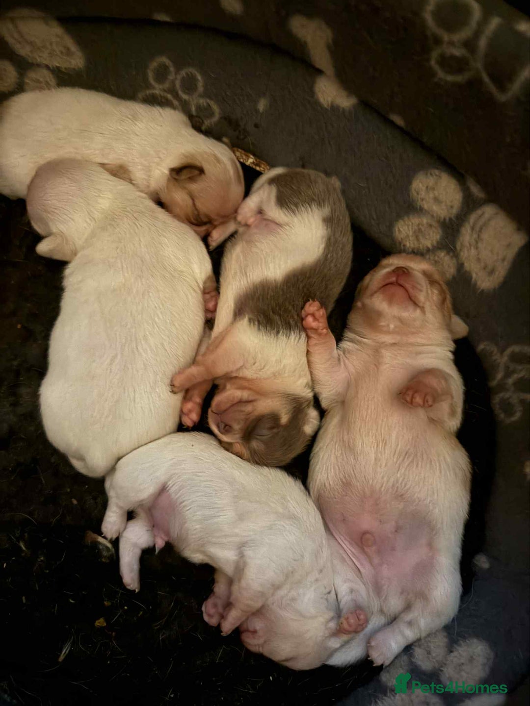 Chihuahua dogs for sale: Kc registered chihuahua pups  - Image 9