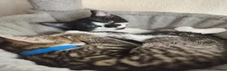 Mixed Breed cats for sale: 7 kittens for sale  - Advert 7