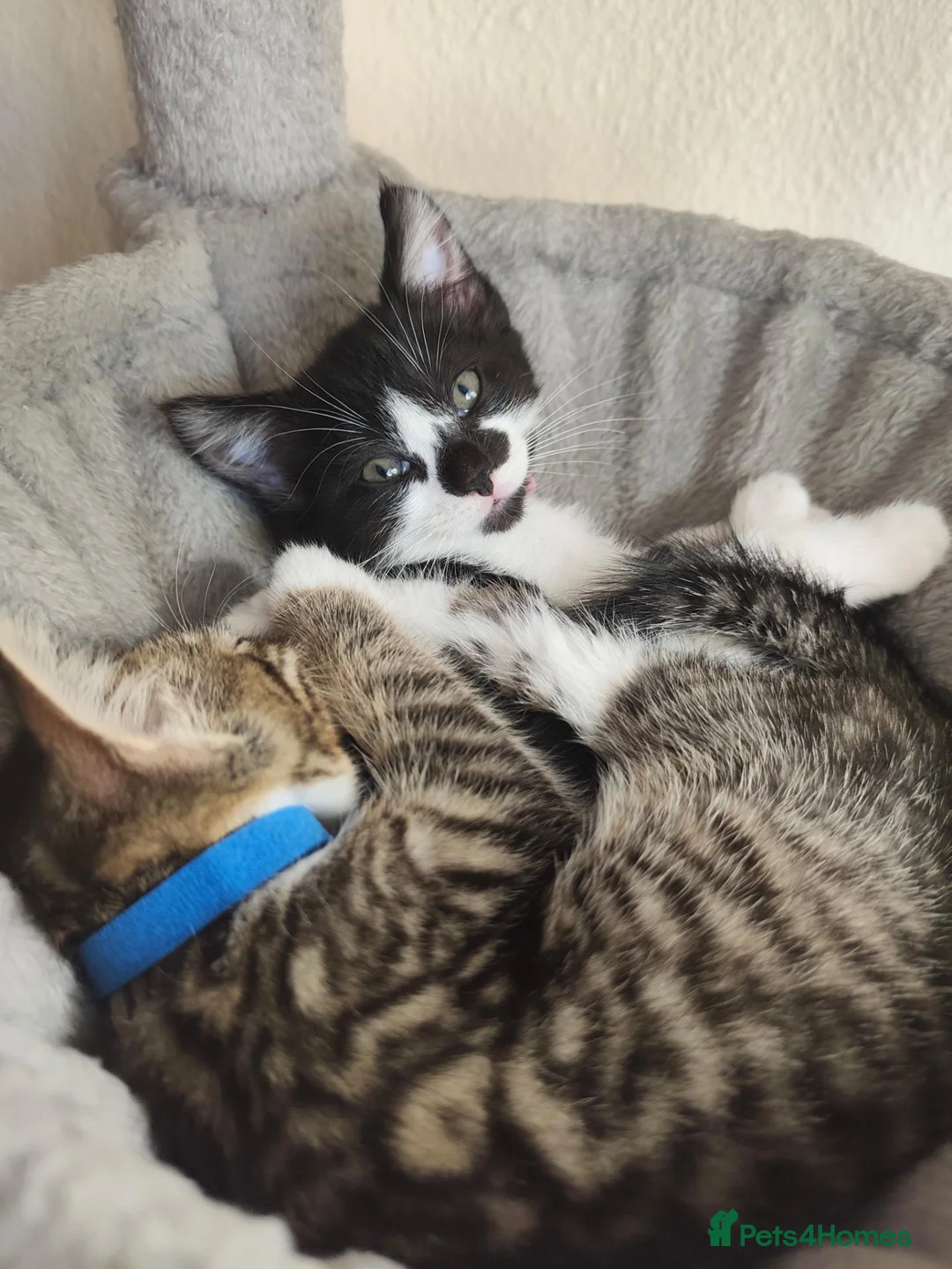 Mixed Breed cats for sale: 7 kittens for sale  - Advert 7