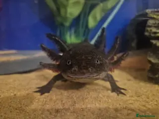 Axolotl reptiles 2x Axolotls and set up! - Advert 3