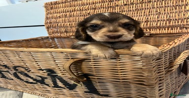 Cocker Spaniel dogs - Advert 12