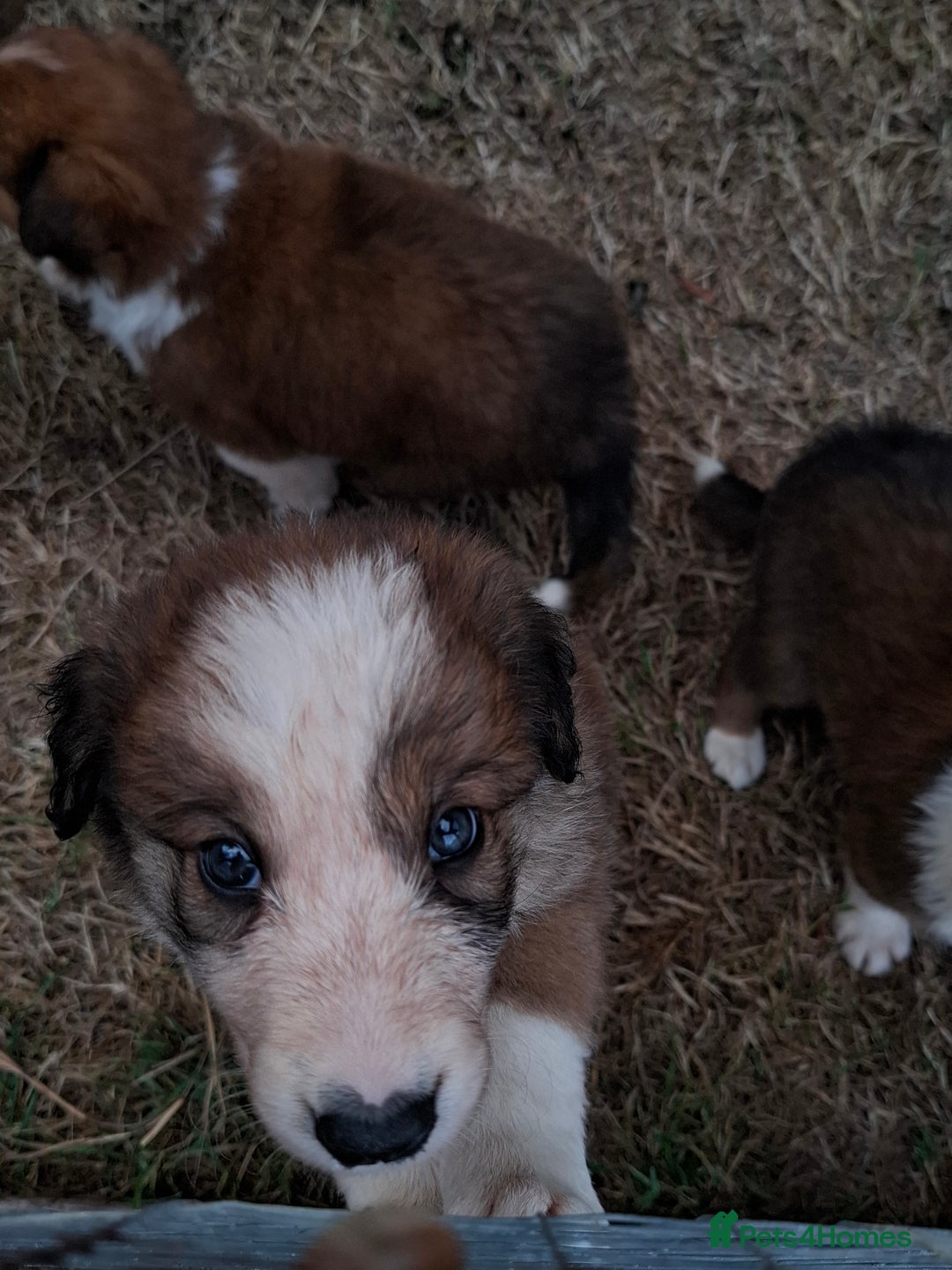 Border Collie dogs for sale: 7 border collie pups 🌟  - Image 4