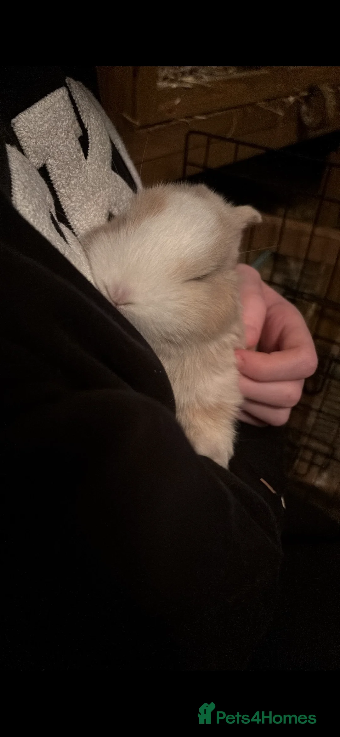 Mixed Breed rabbits for sale: 5 mixed baby rabbits - Advert 4