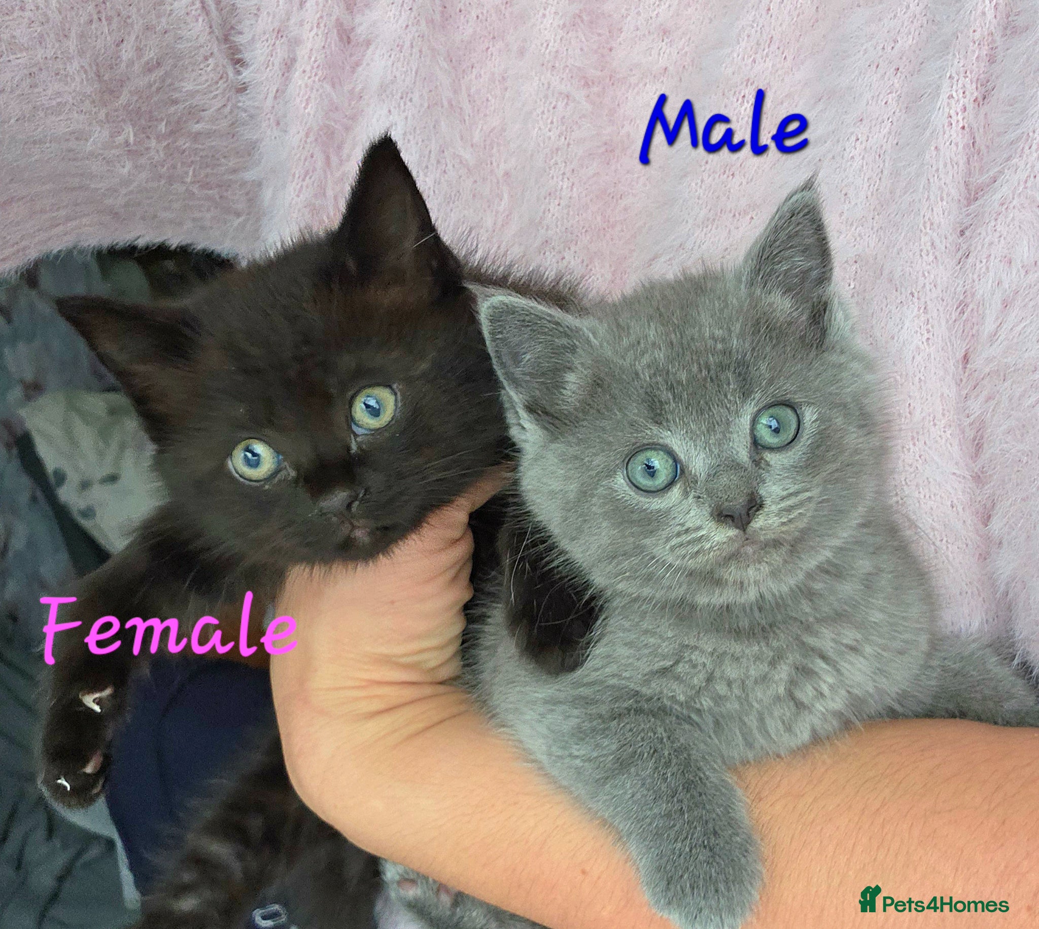 British Shorthair cats British shorthair - Advert 4