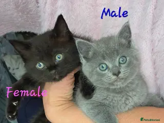 British Shorthair cats British shorthair - Advert 4