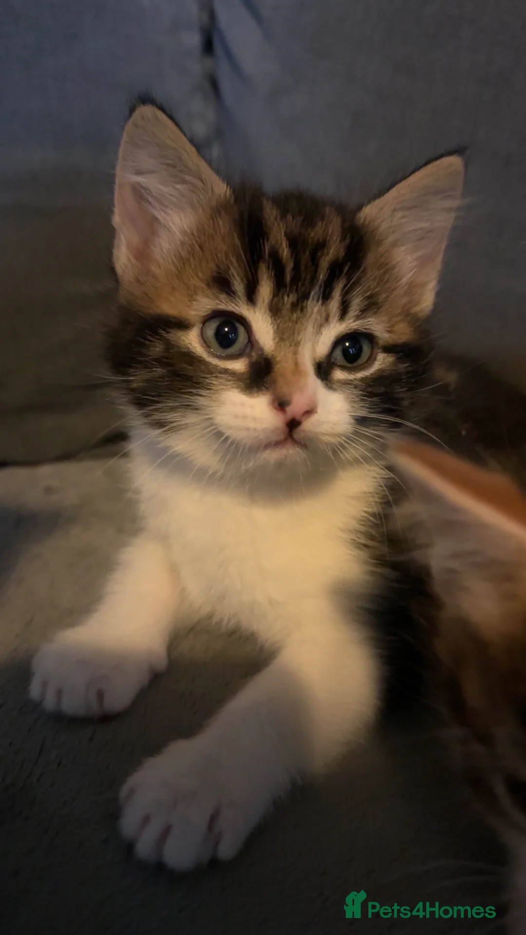 Domestic Shorthair cats for sale: Semi-Longhaired Sweet, warm eyed boy, 7 weeks old - Advert 5