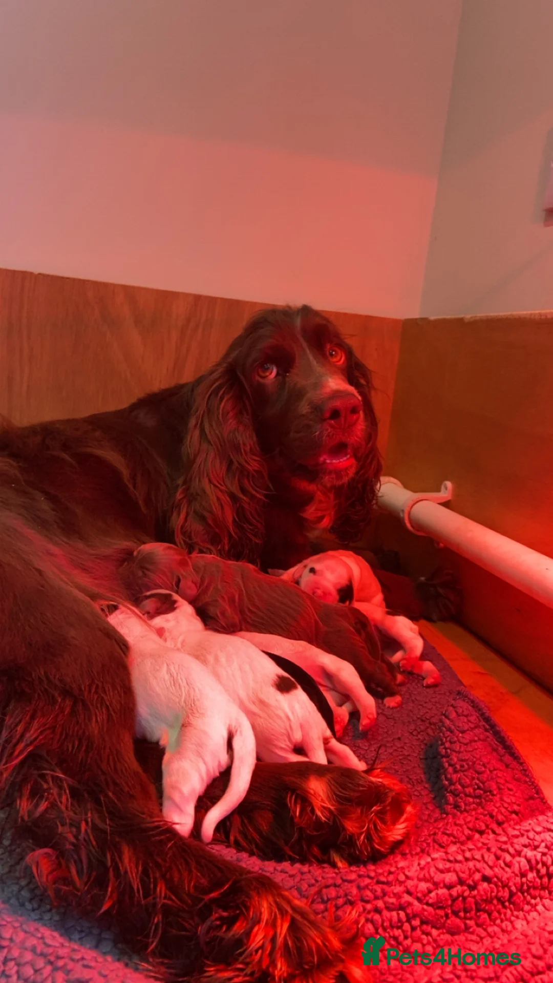 Sprocker dogs for sale: Sprocker spaniel puppies  - Advert 13