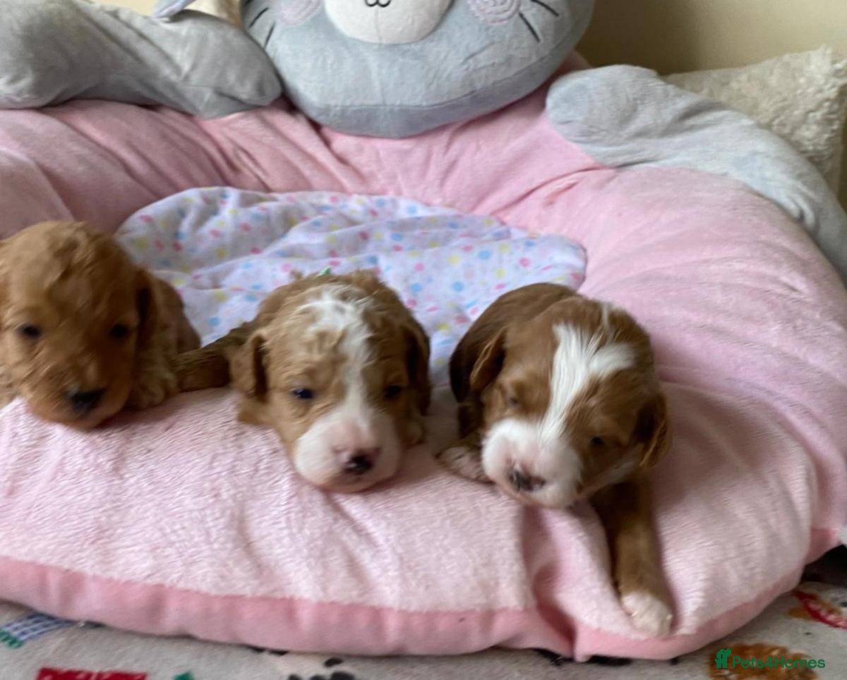 Maltipoo dogs for sale: DNA health tested maltipoo puppies  - Advert 2