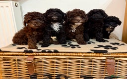 Toy Poodle dogs for sale: Stunning Toy Poodle Puppies For Sale - Advert 1
