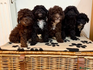 Toy Poodle dogs for sale: Stunning Toy Poodle Puppies For Sale - Advert 1