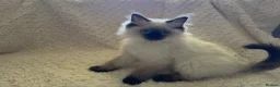 Ragdoll cats for sale: Stunning Ragdoll kittens - Advert 41