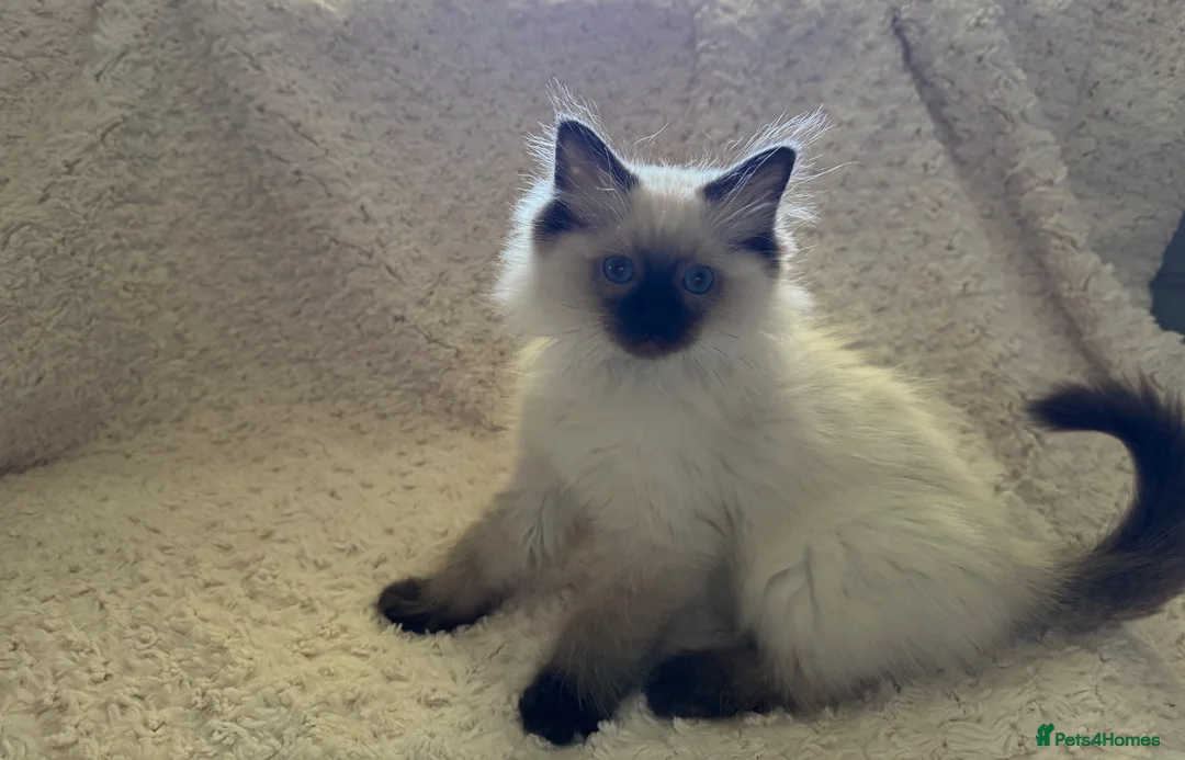 Ragdoll cats for sale: Stunning Ragdoll kittens - Advert 41