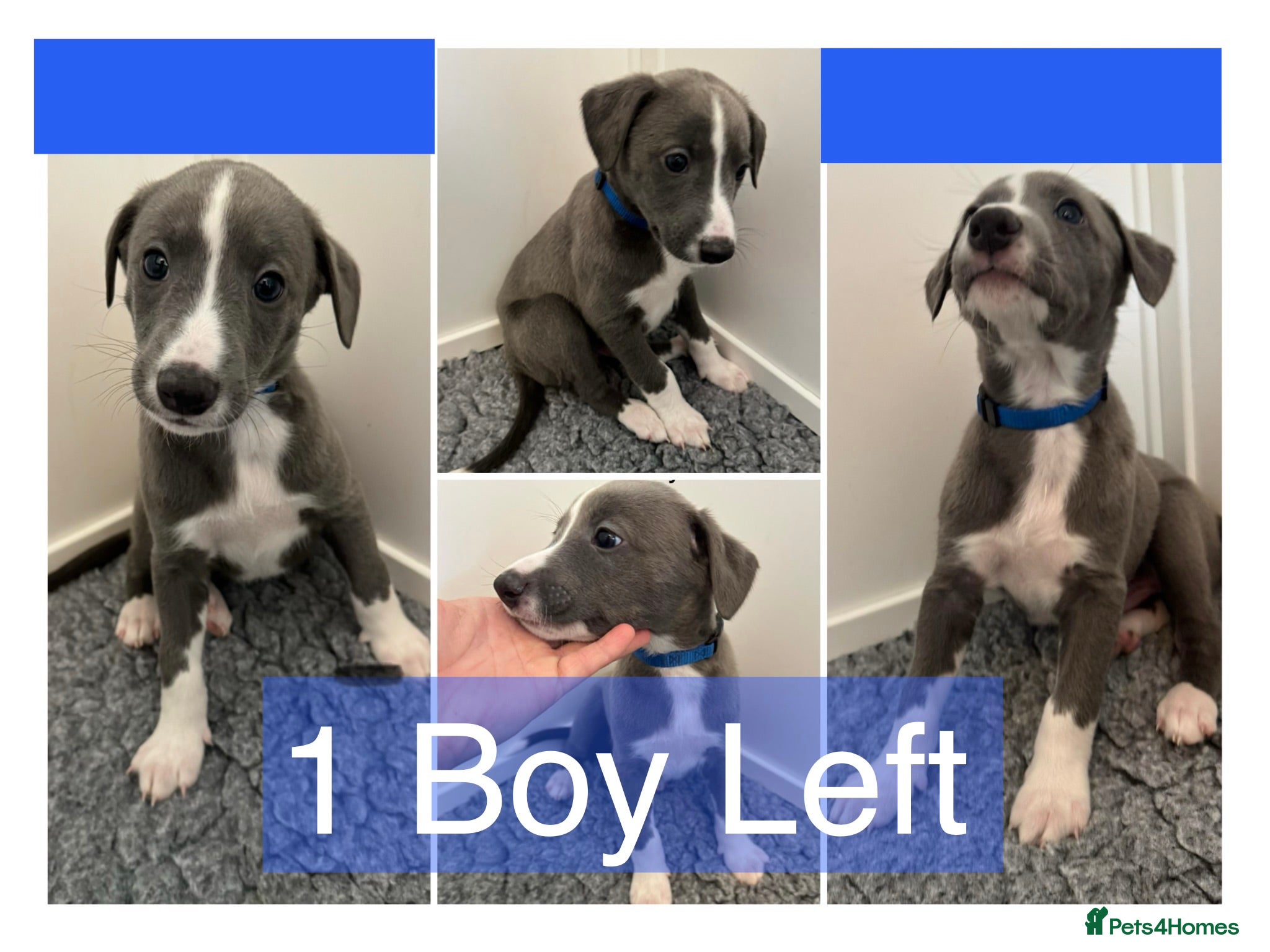 Whippet dogs Stunning Purebred Whippet Puppies - Ready 27th May - Advert 3
