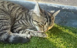 British Longhair cats for sale: Rocky 10 month old kitten - Image 6
