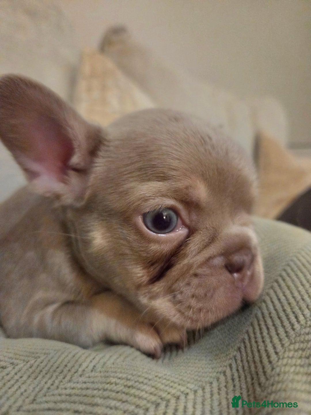 French Bulldog dogs for sale: Isabella & lilac & tan chunky frenchies - Advert 38