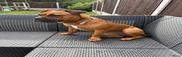 Mixed Breed dogs for sale: 7month old bulldog mix in West Bromwich - Advert 2