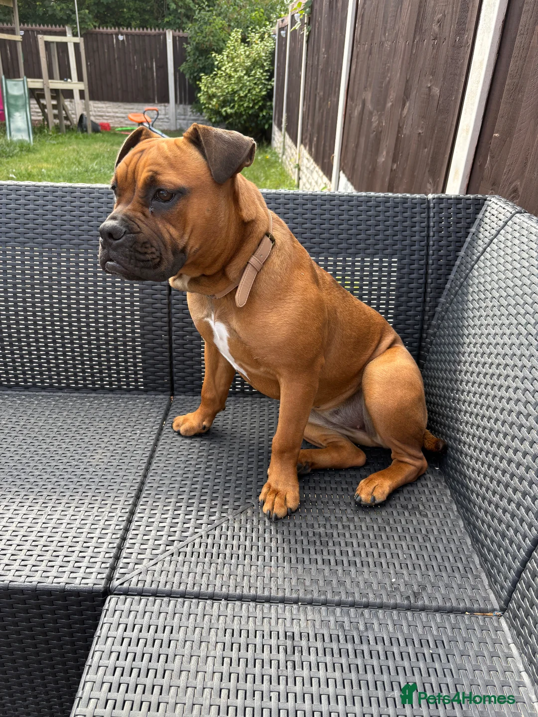 Mixed Breed dogs for sale: 7month old bulldog mix in West Bromwich - Advert 2