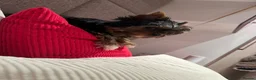 Yorkshire Terrier dogs for stud: Beautiful Yorkshire Terrier Stud Available - Advert 17