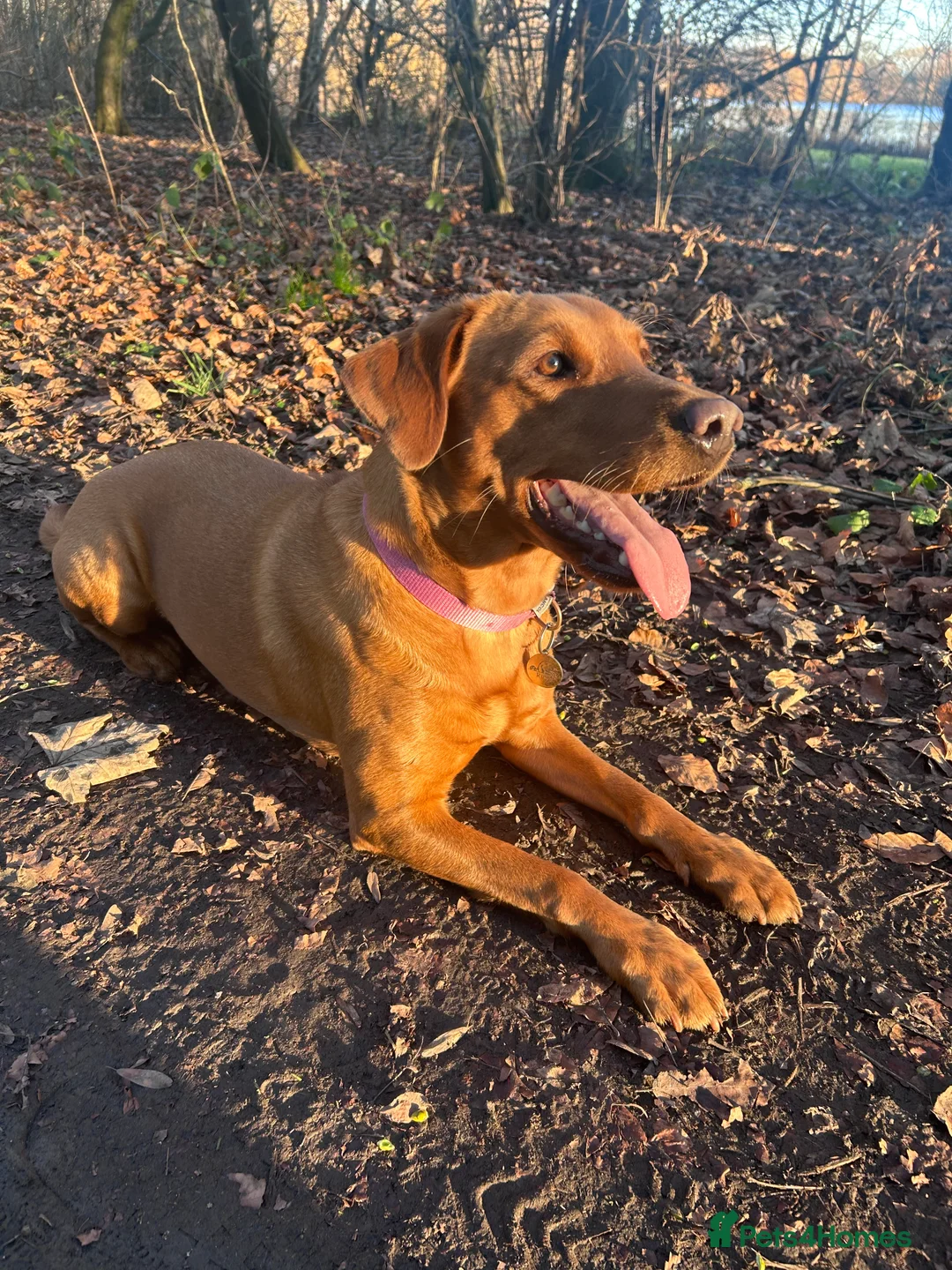 Labrador Retriever dogs for sale: 9 Stunning Fox Red Labradors for sale  - Advert 2