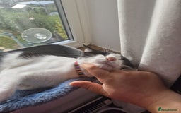 Arabian Mau cats for adoption: Beautiful Oreo - Image 4