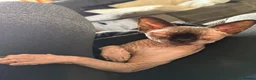 Sphynx cats for sale: Gia - Sphynx - please read add !  in Knutsford - Advert 2