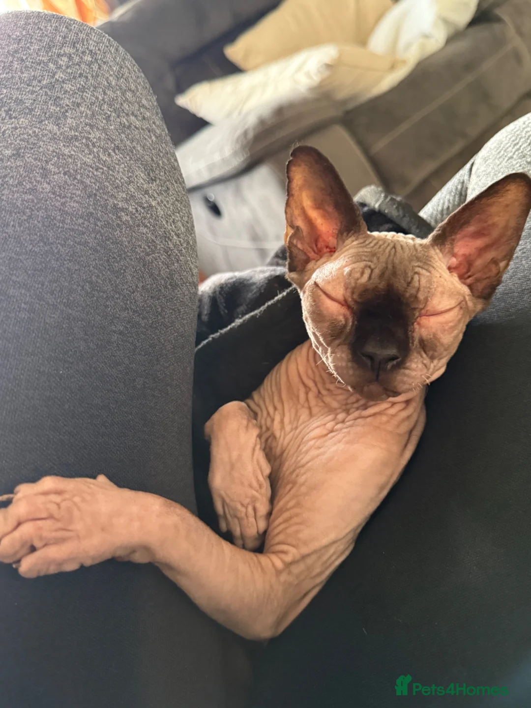 Sphynx cats for sale: Gia - Sphynx - please read add !  in Knutsford - Advert 2