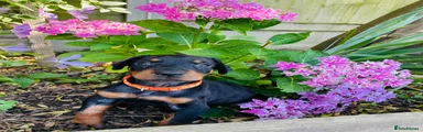 Dobermann Puppy Orange