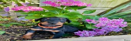 Dobermann dogs for sale: KC registered exclusive Dobermann puppies  - Advert 29