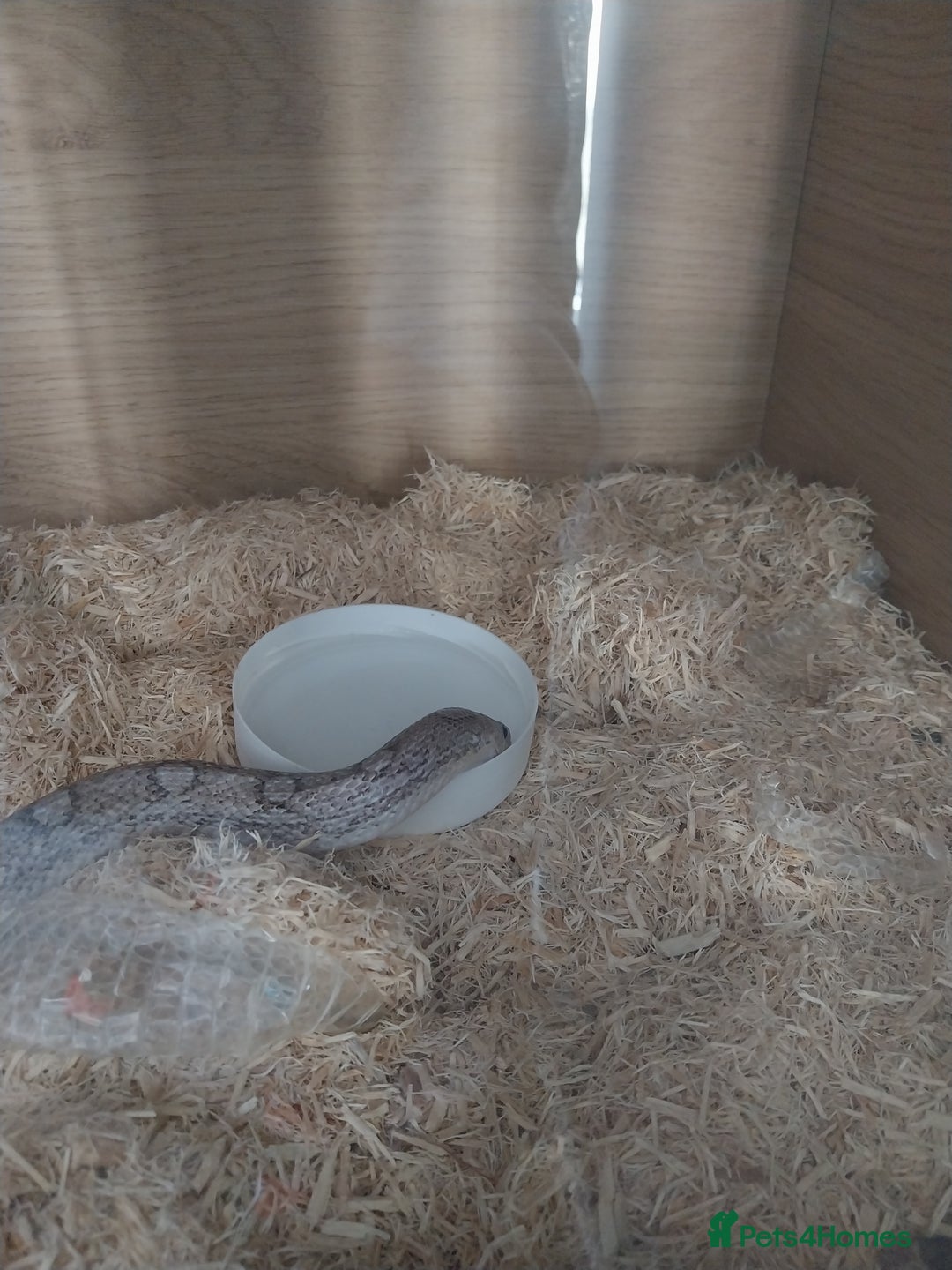 Corn Snake reptiles for sale: Grey Corn Snake and set up for sale - Advert 3