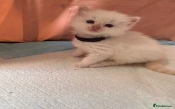 Ragdoll cats for sale: Ragdoll Kittens  - Image 12