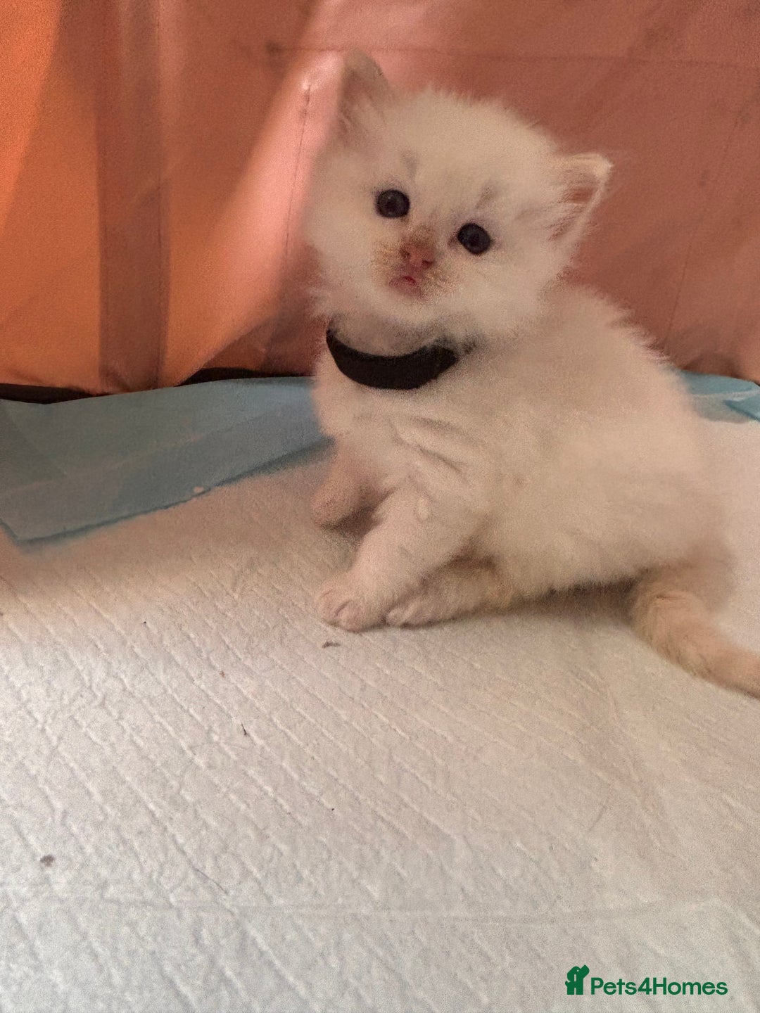 Ragdoll cats for sale: Ragdoll Kittens  - Image 12
