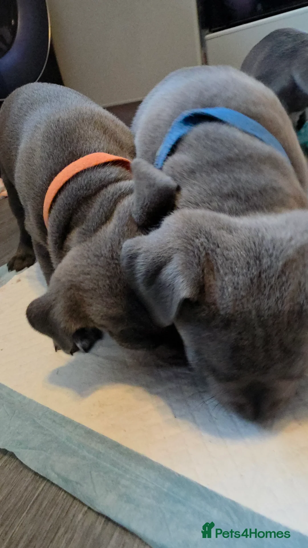 Staffordshire Bull Terrier dogs for sale: Staffordshire bull terrier blues  - Advert 13