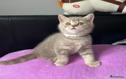 British Shorthair cats for sale: Gorgeous British Shorthair Kittens  - Image 7