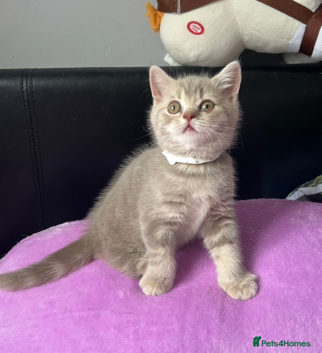 British Shorthair cats for sale: Gorgeous British Shorthair Kittens  - Image 7