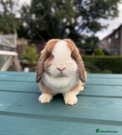 Mini Lop rabbits - Advert 9