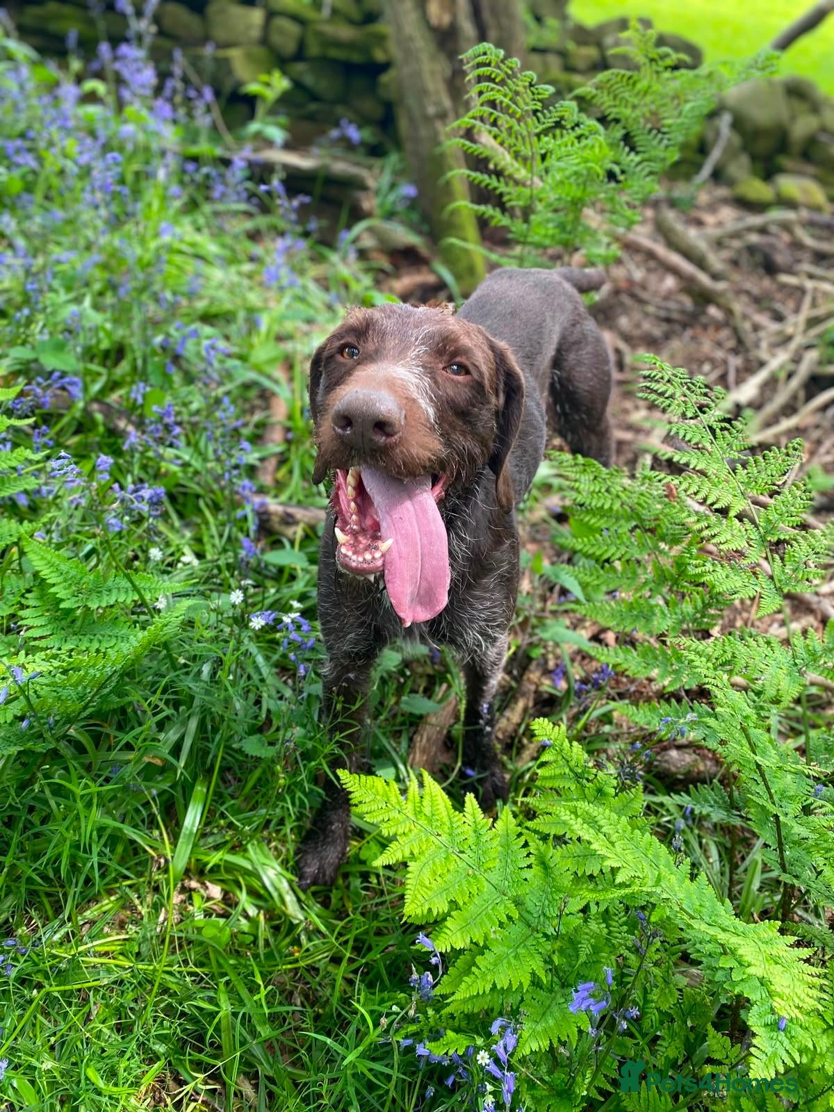 German Wirehaired Pointer dogs West German, Wire Haired Pointers - Advert 2
